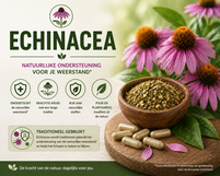 Echinacea