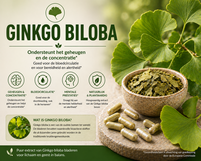 Ginkgo biloba